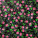Cotton Fabric - Highland Flowers Black II